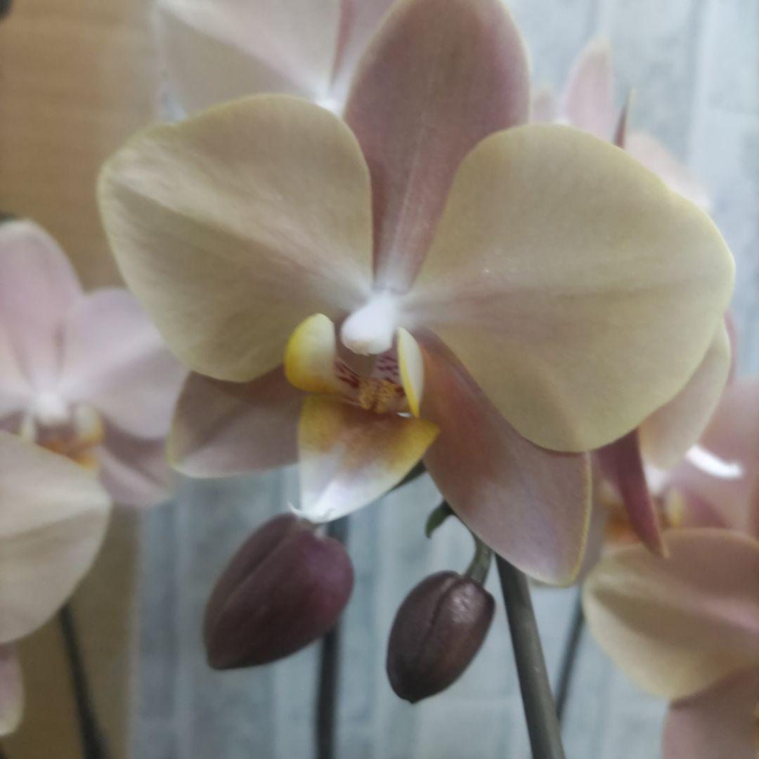 お買い得⭐️レア品種⭐️マザーチーク３株⭐️３本立ち