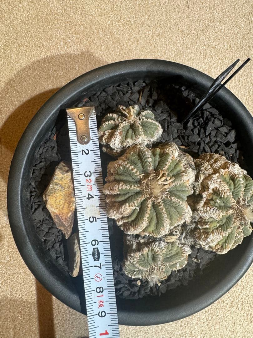 アズテキウムリッテリ'輸入球' 花籠 群生 自根Aztekium ritteri