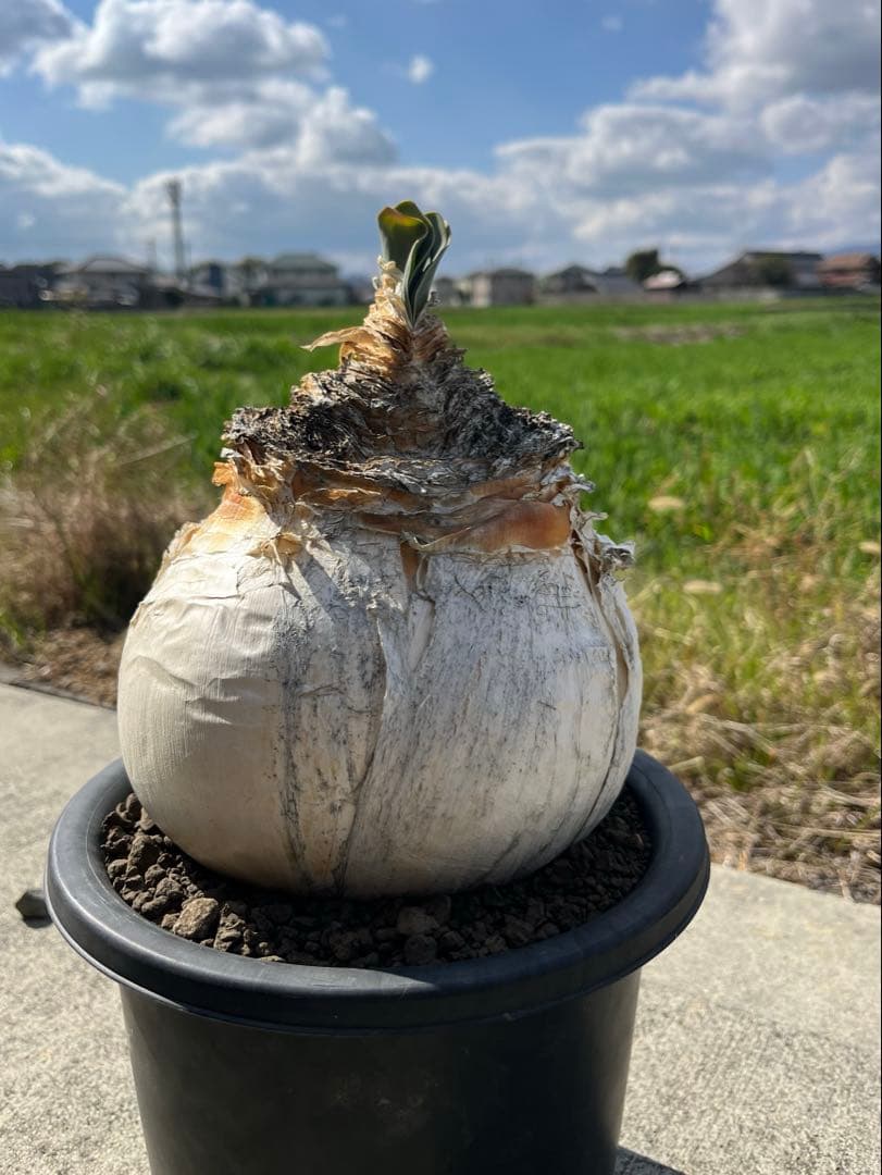 美株　ブーファン　ハエマンソイデス　鉢ごと発送