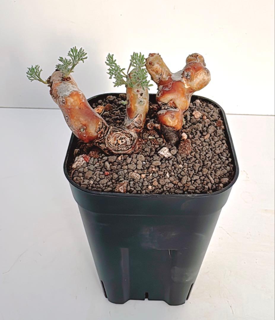 ペラルゴニウム　ムルチフィダ