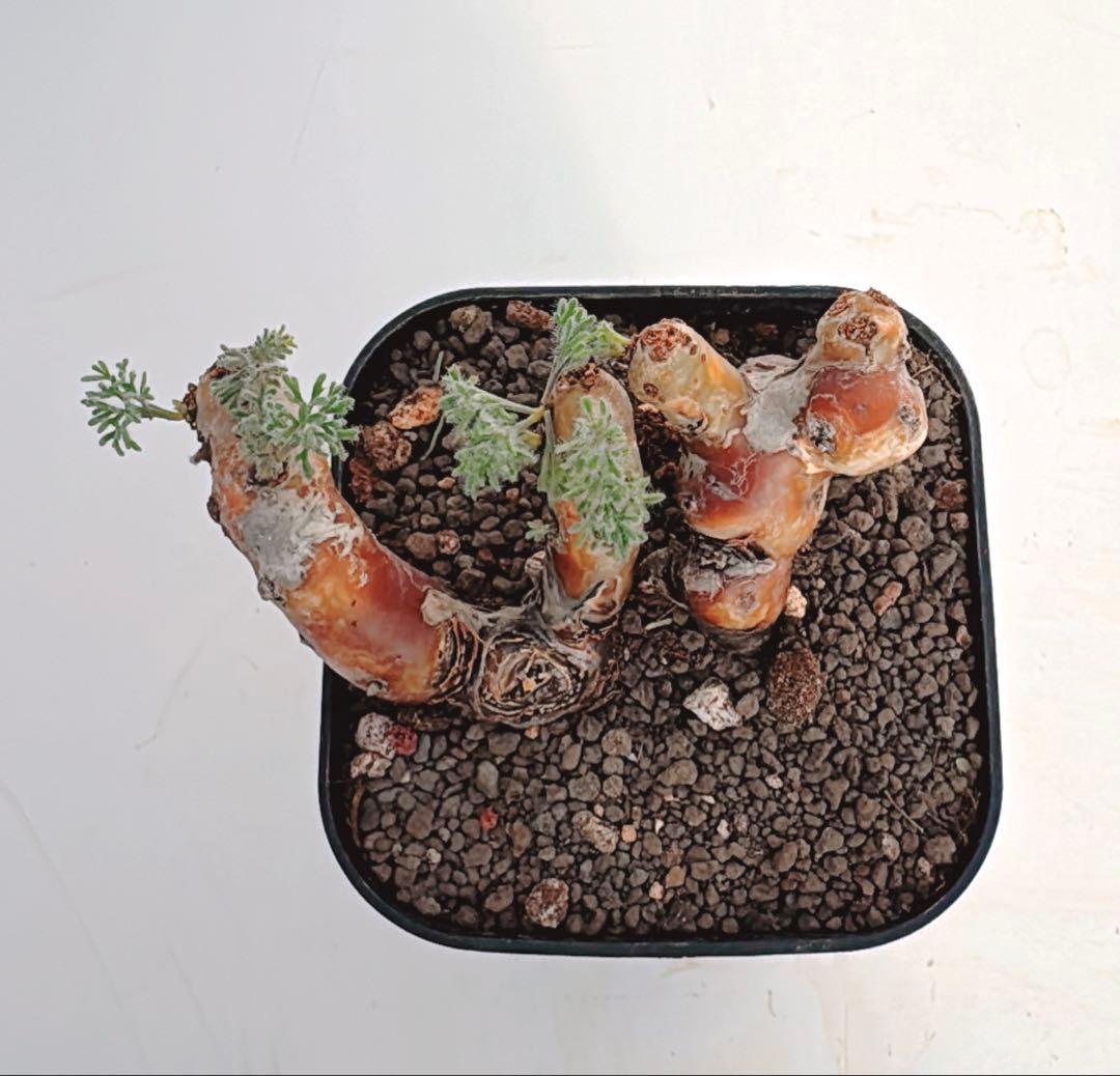 ペラルゴニウム　ムルチフィダ