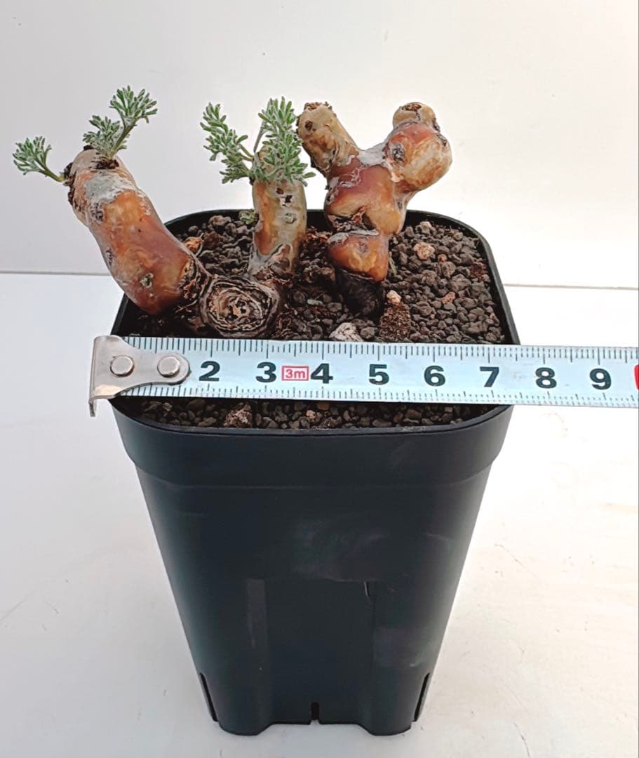 ペラルゴニウム　ムルチフィダ