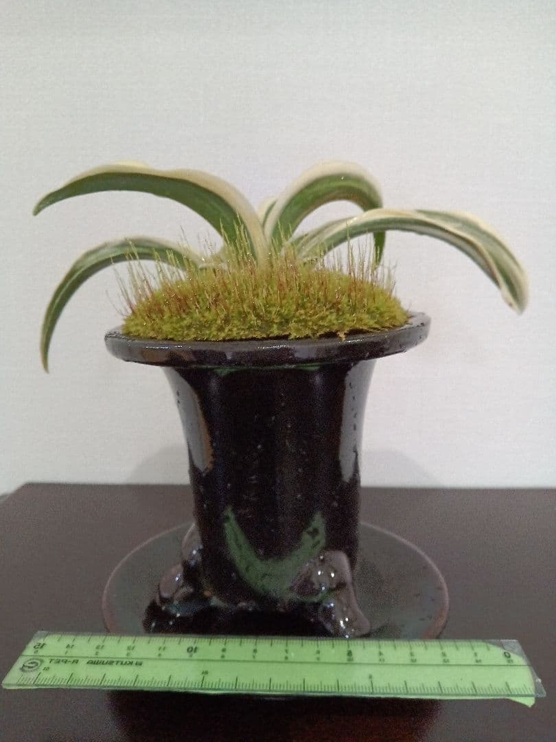 万年青「大八州」