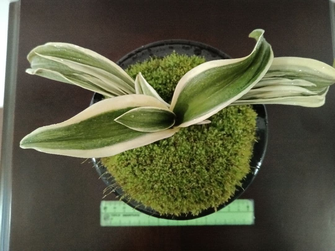 万年青「大八州」