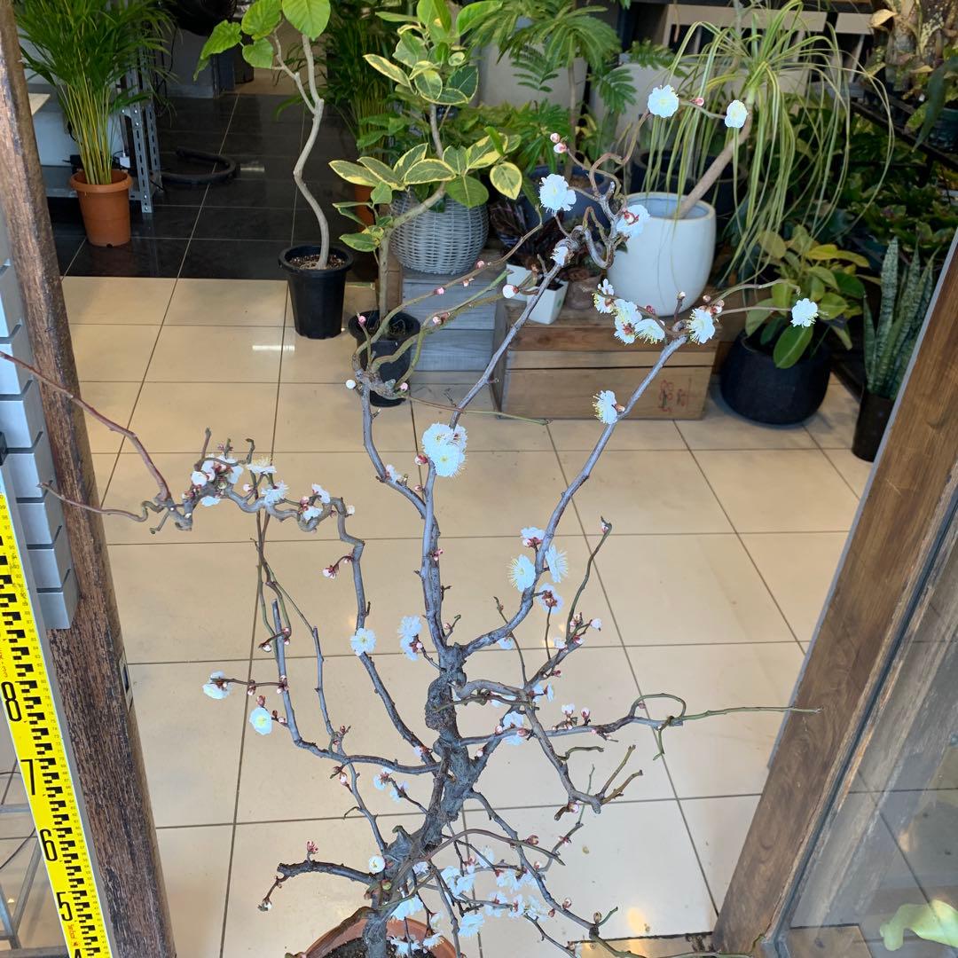 雲竜梅　ウンリュウバイ 8号 2