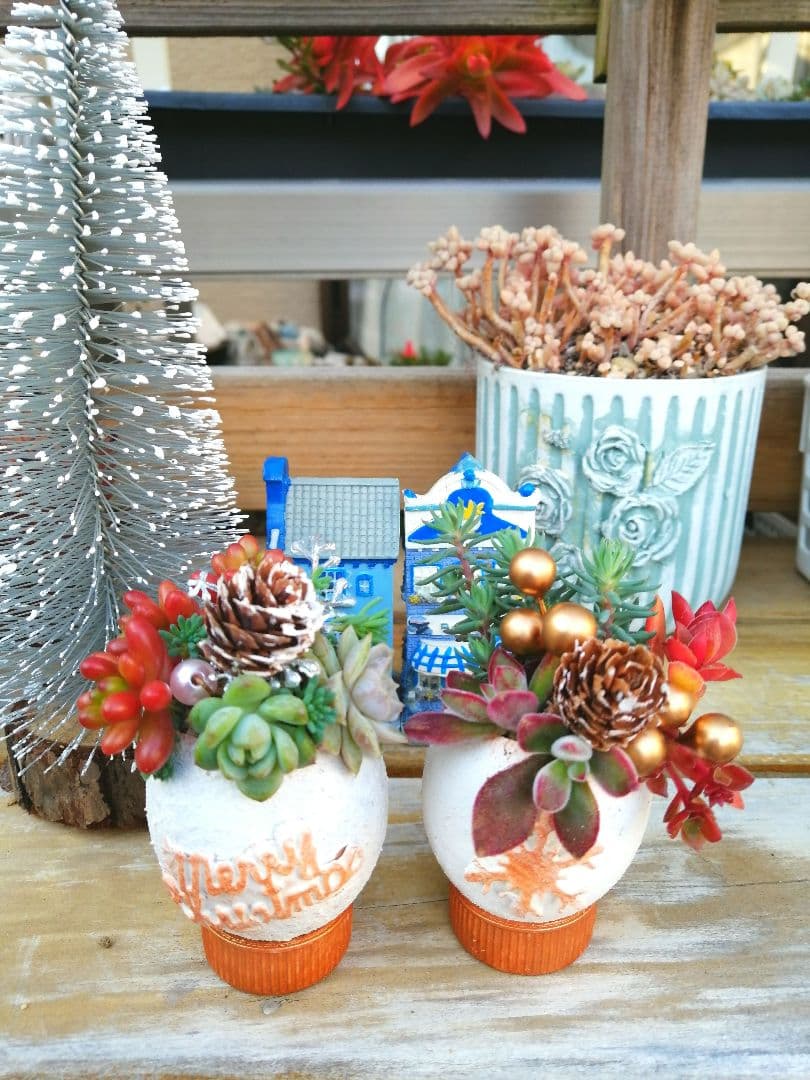 221. たまご鉢 3個　多肉植物　寄せ植え