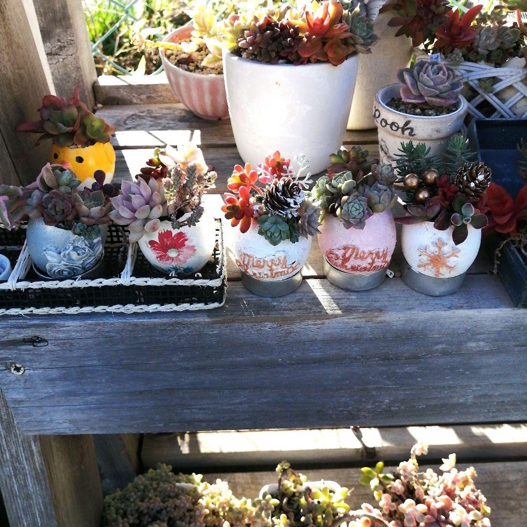 221. たまご鉢 3個　多肉植物　寄せ植え