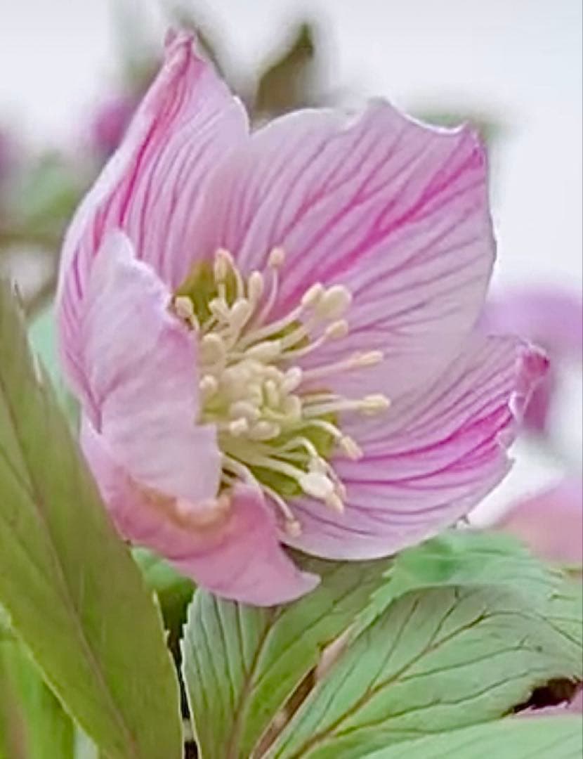 ★チベタヌス 4年苗