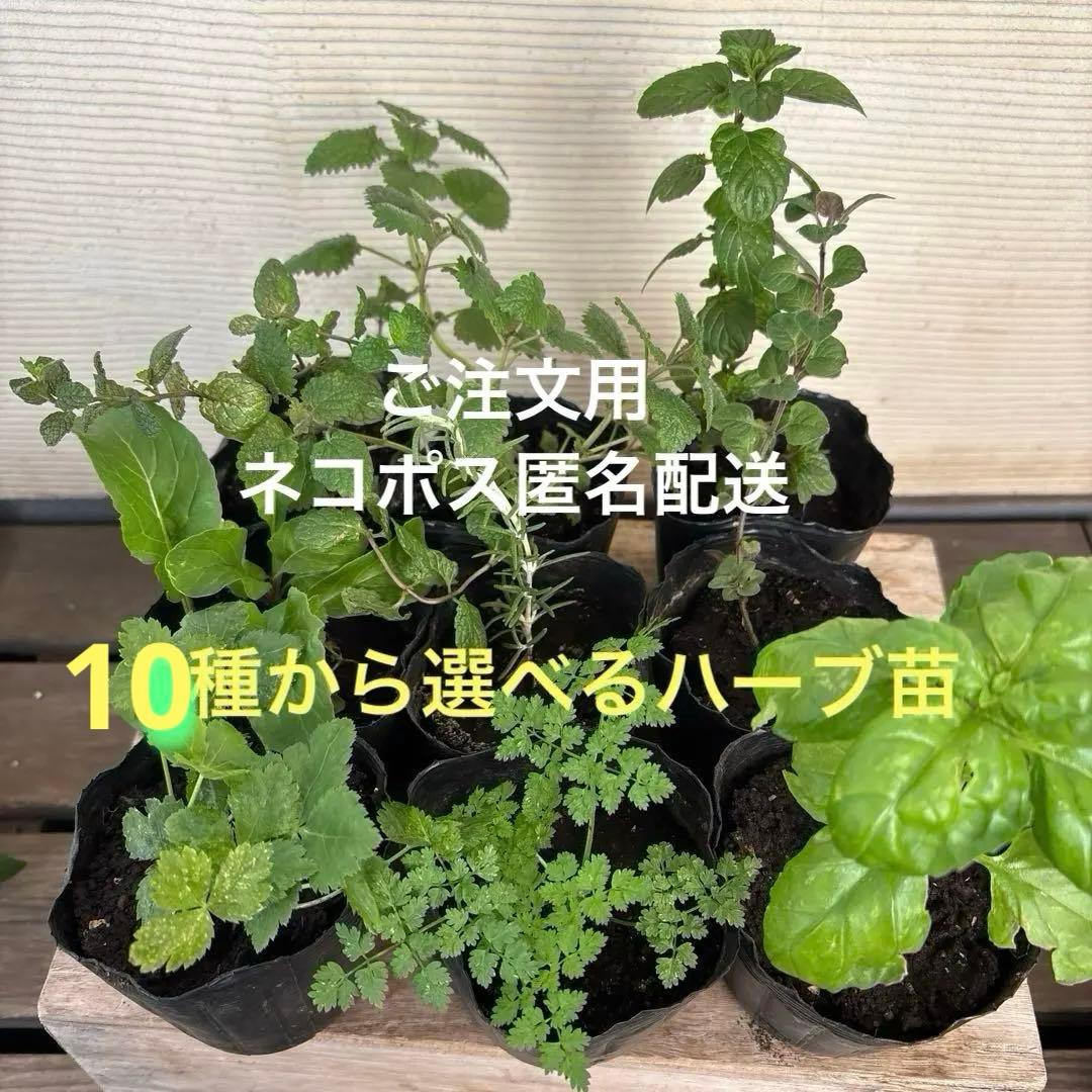 10種から選べるハーブ苗セット　2ポット650円〜　ご注文用
