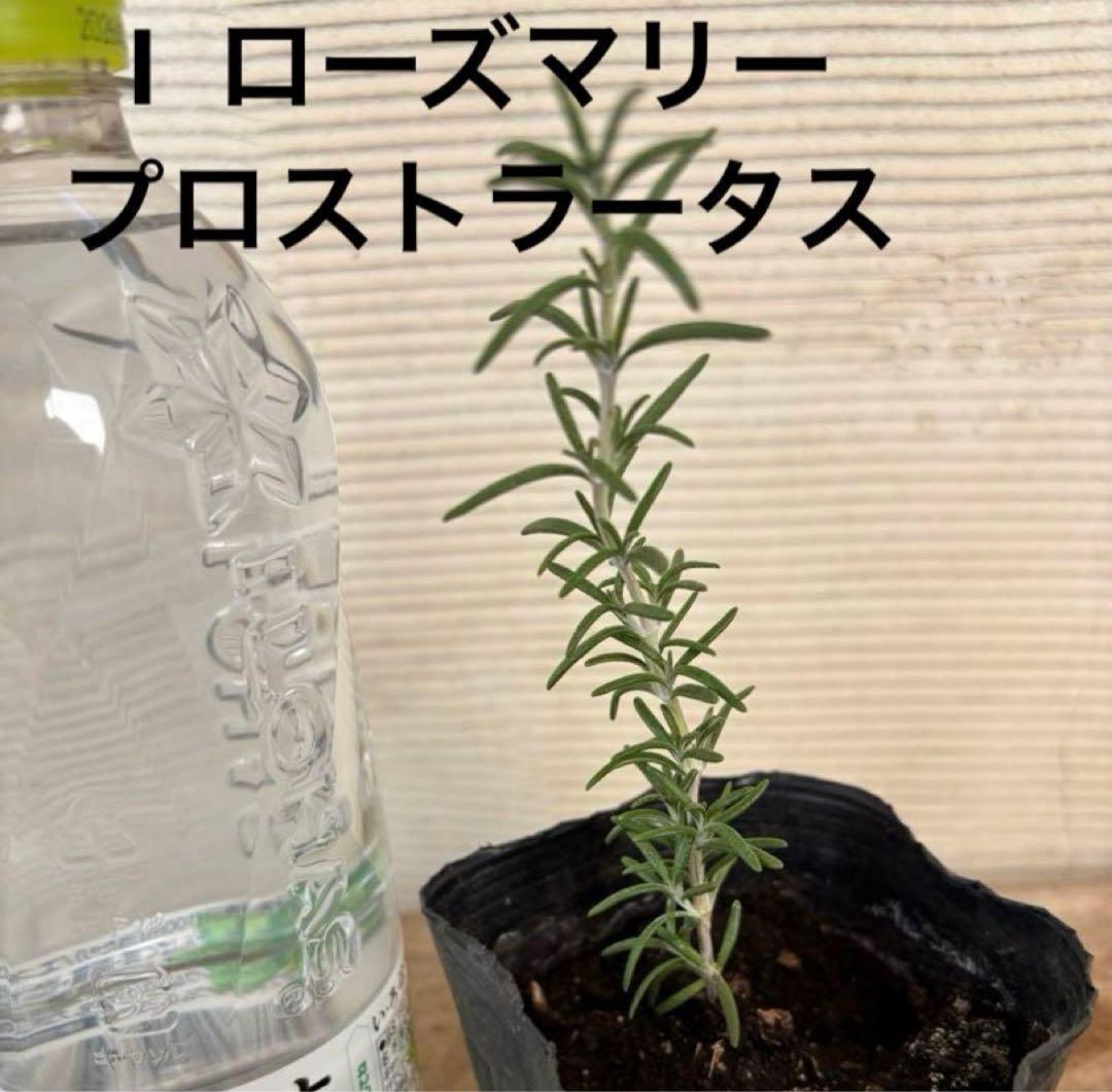 10種から選べるハーブ苗セット　2ポット650円〜　ご注文用