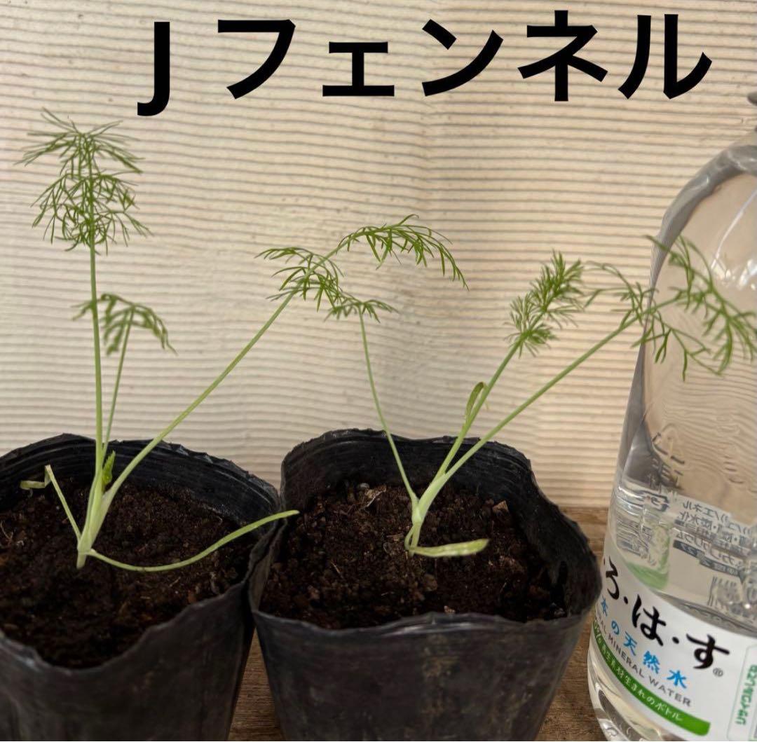 10種から選べるハーブ苗セット　2ポット650円〜　ご注文用