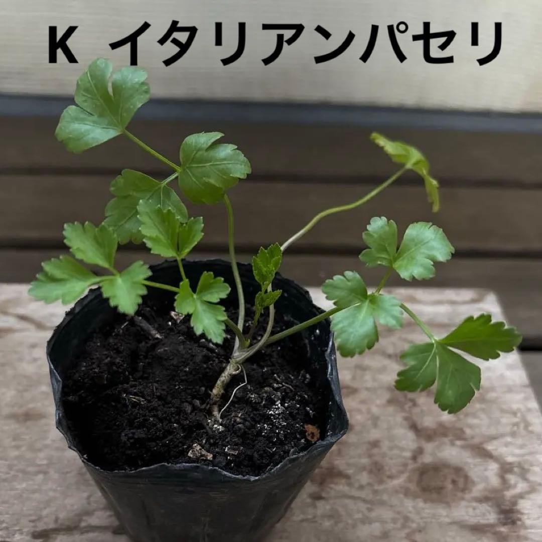 10種から選べるハーブ苗セット　2ポット650円〜　ご注文用