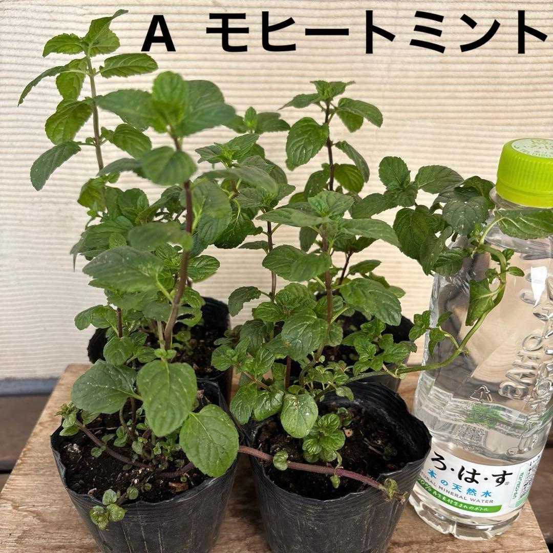 10種から選べるハーブ苗セット　2ポット650円〜　ご注文用