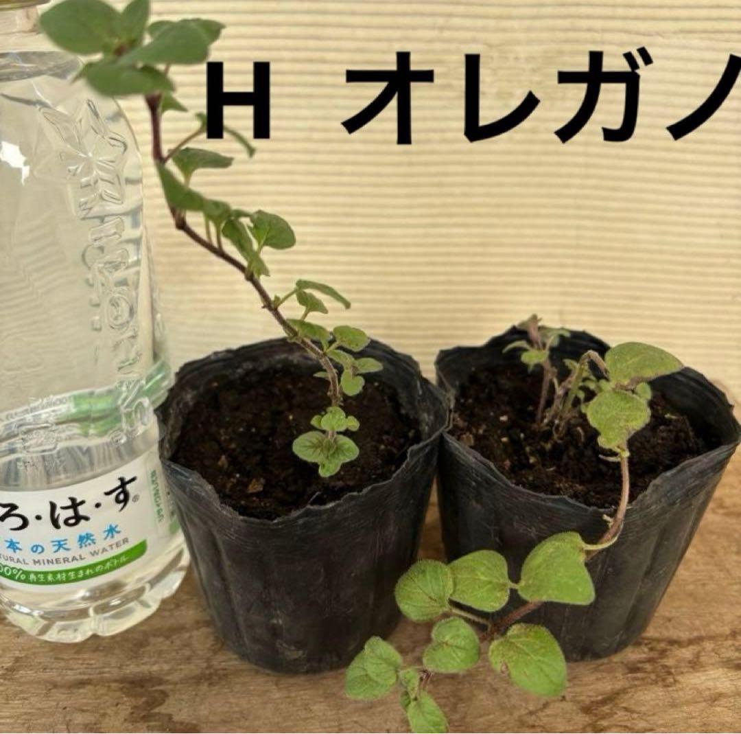 10種から選べるハーブ苗セット　2ポット650円〜　ご注文用