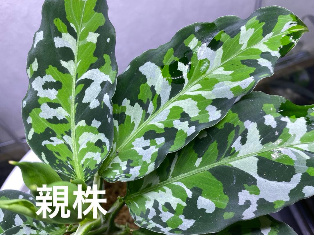 アグラオネマ ピクタム Aglaonema pictum tricolor2株