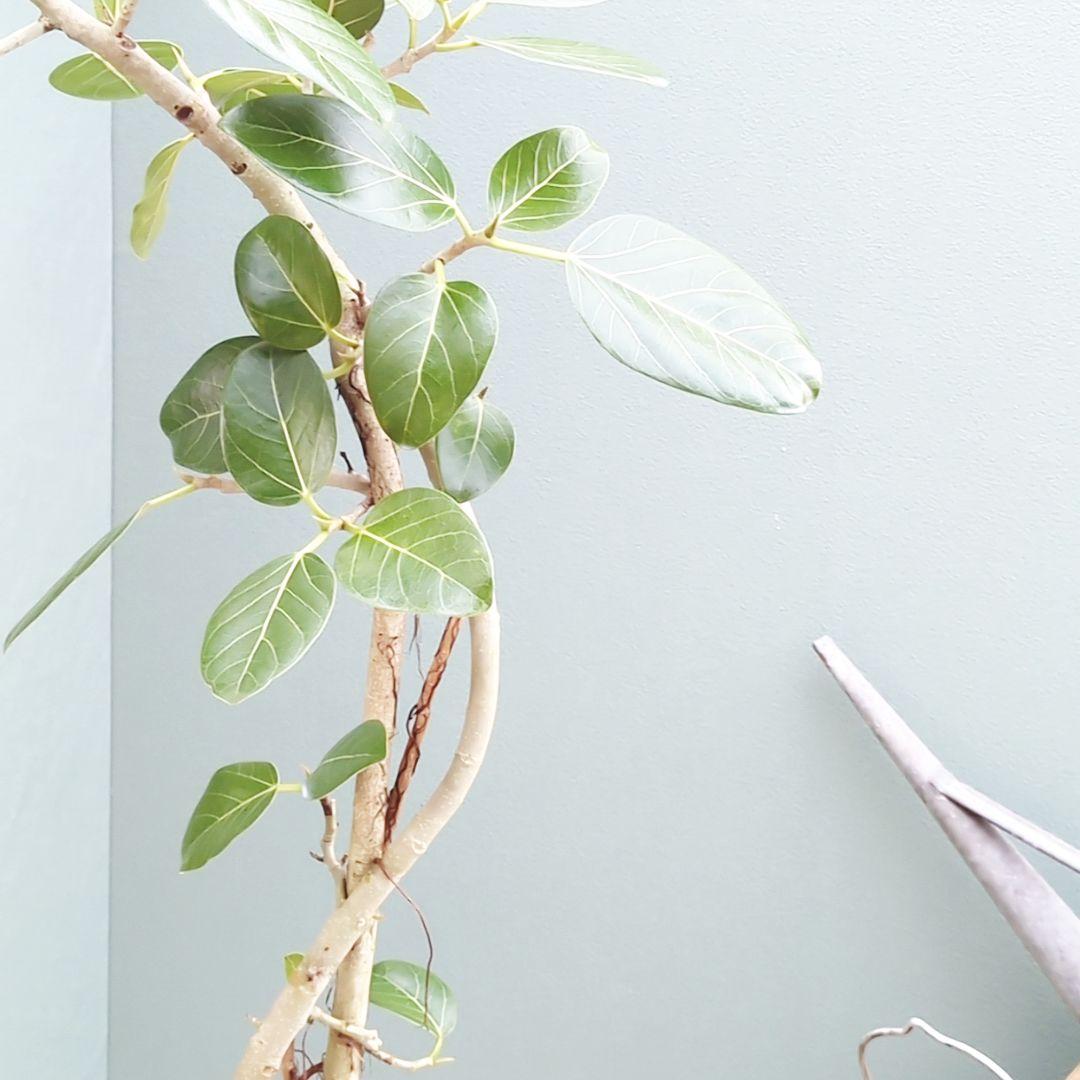 大人グリーン (現品) 根上がり 曲がりベンガレンシス７号