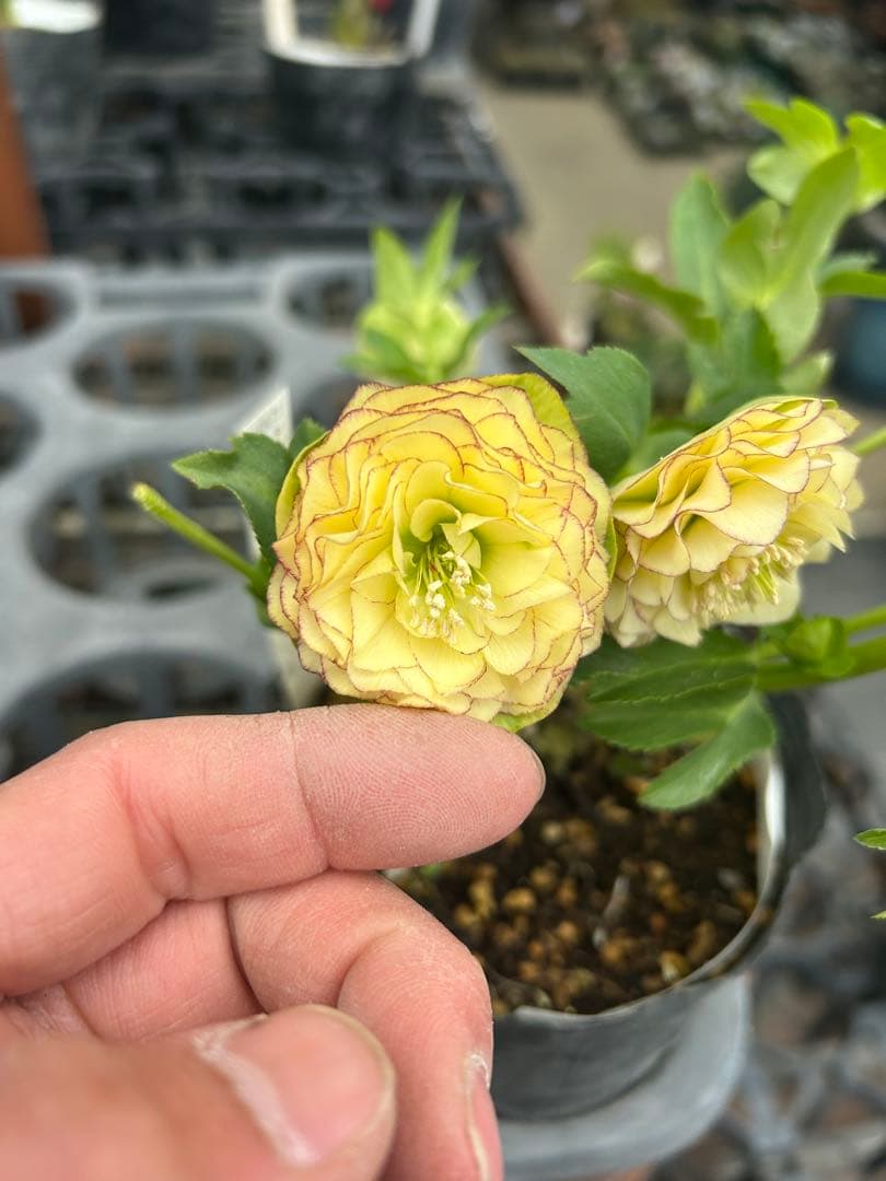 加藤農園 多弁系イエロー クリスマスローズ 同梱可能