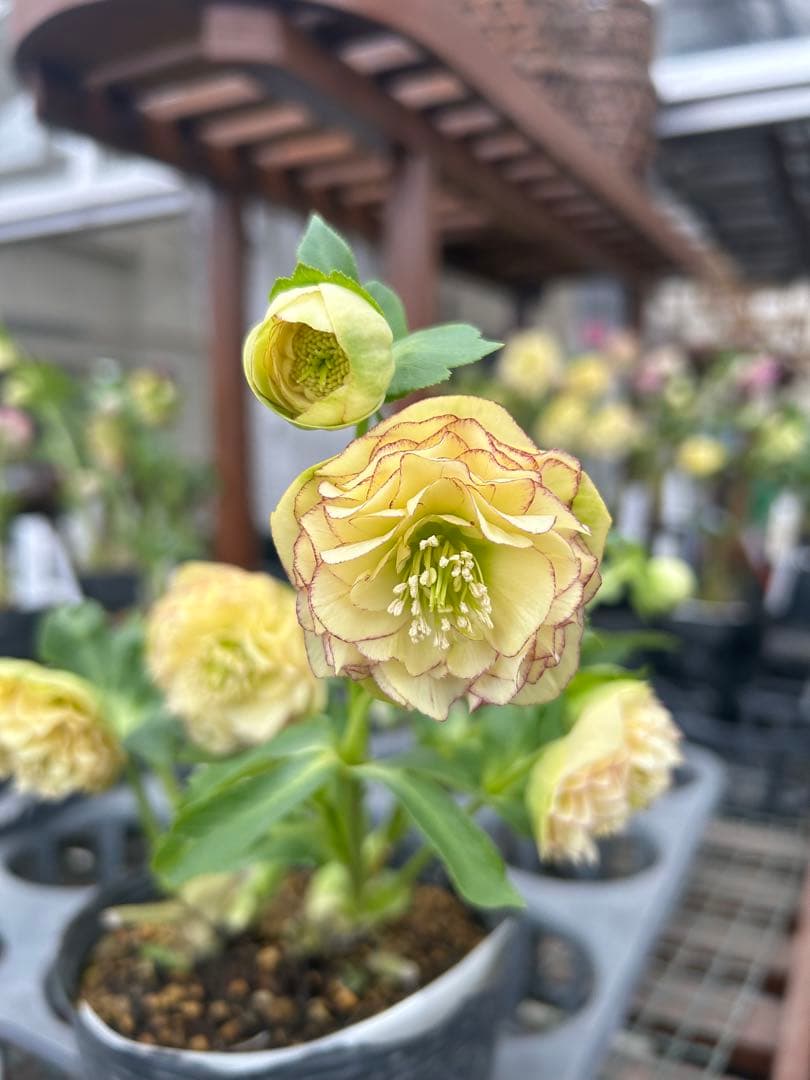 加藤農園 多弁系イエロー クリスマスローズ 同梱可能
