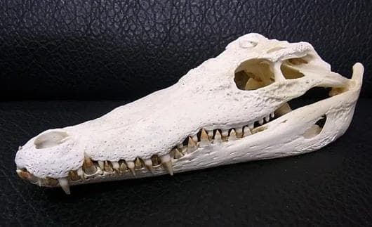 高品質　29ｃｍ！シャムワニの頭骨