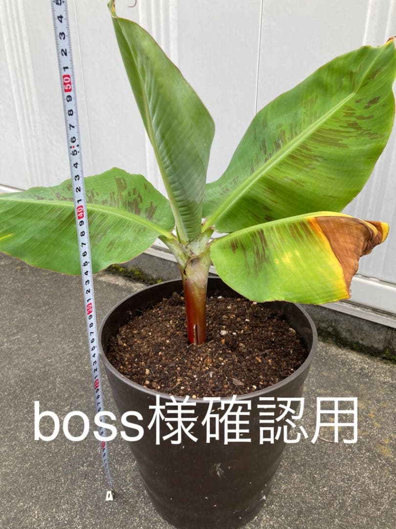 boss様確認用　バナナ苗