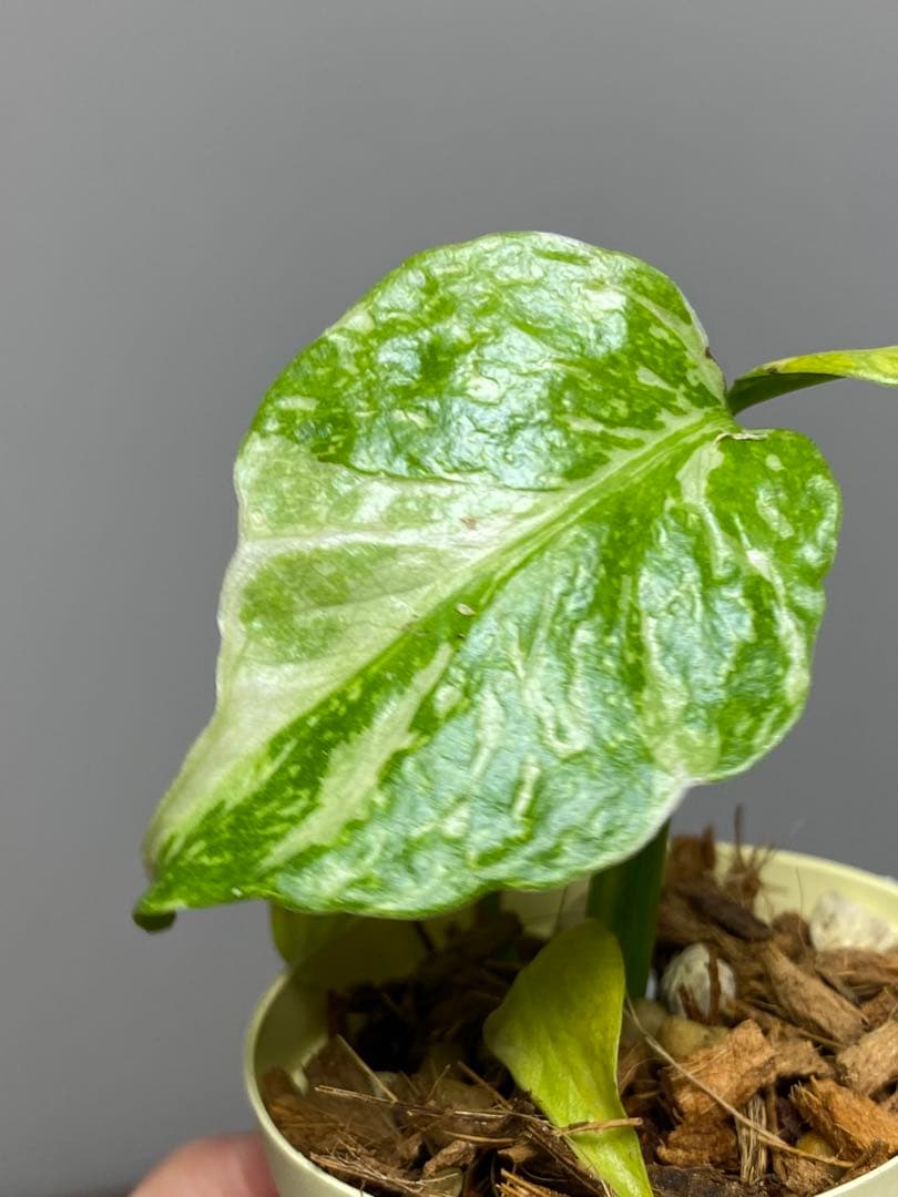 ④【超希少‼️】モンステラ　エレクトロライト　斑入り　レア　人気　メルカリ便