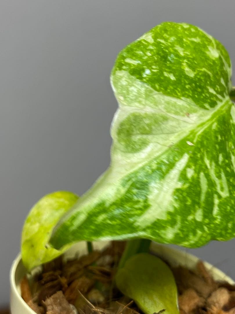 ④【超希少‼️】モンステラ　エレクトロライト　斑入り　レア　人気　メルカリ便