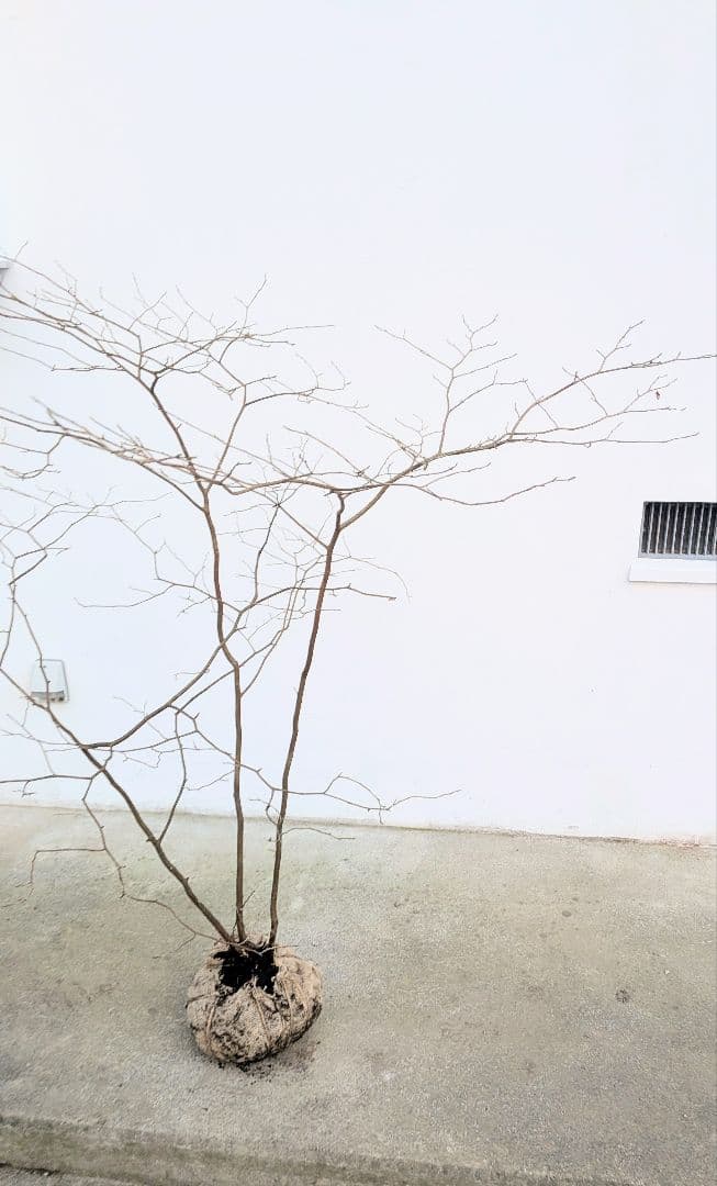 山採りシロモジ。