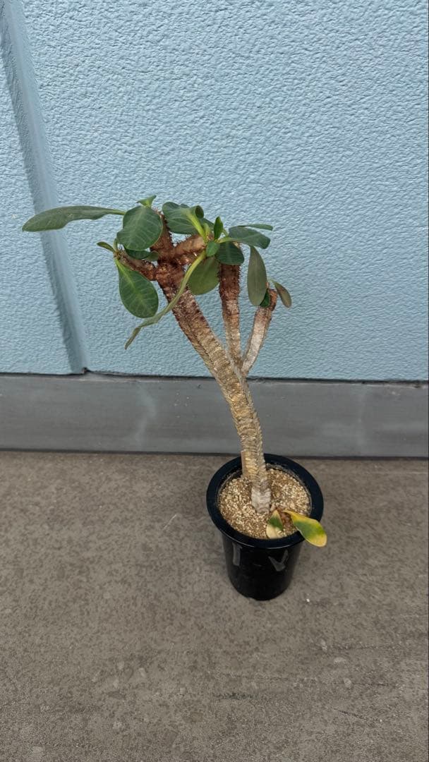 ユーフォルビア アウレオビリディフォリア 多頭