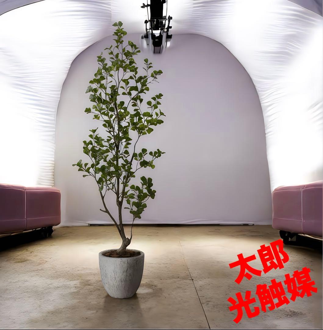 光触媒　人工観葉植物　ウォールグリーン　フェイクグリーン　トライアンギュラス18