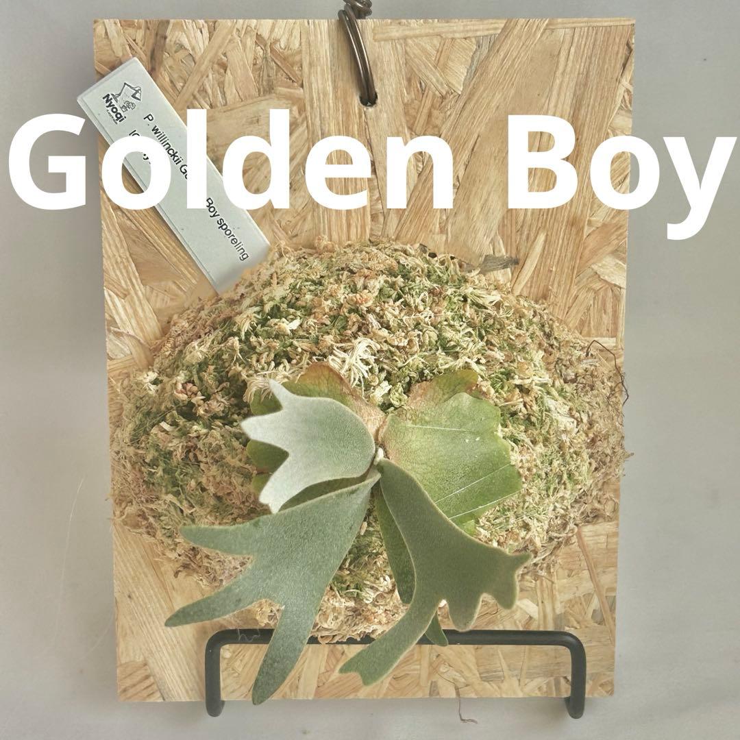 P. wilinckii Golden Boy spore【57】