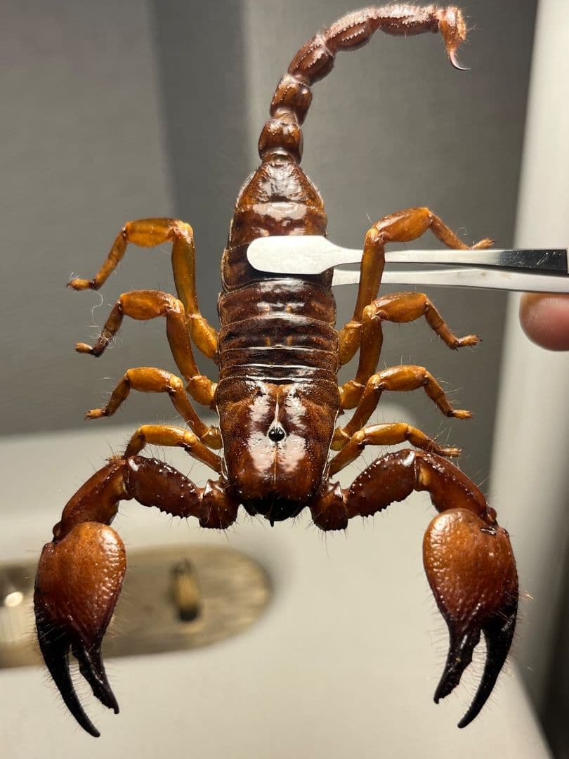 【艶美標本】オソレサソリ属のサソリ？ ダイオウサソリ いきもの大図鑑タランチュラ