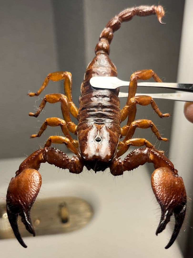 【艶美標本】オソレサソリ属のサソリ？ ダイオウサソリ いきもの大図鑑タランチュラ