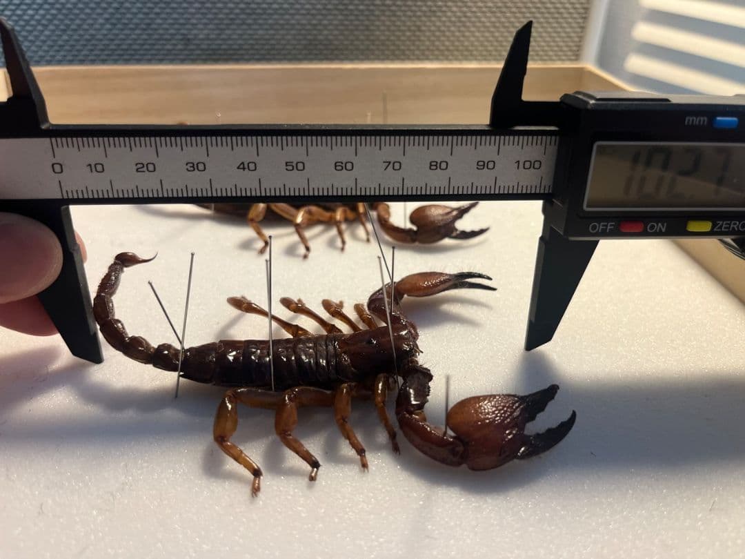 【艶美標本】オソレサソリ属のサソリ？ ダイオウサソリ いきもの大図鑑タランチュラ