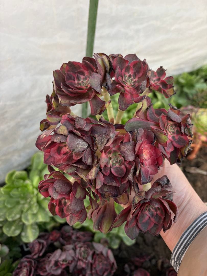 アエオニウム　ラフィ皇后法師錦