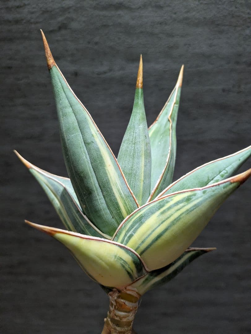 サンスベリア　ピングイキュラ　斑入り　特大苗　サンセベリア　ロリダ　多肉植物