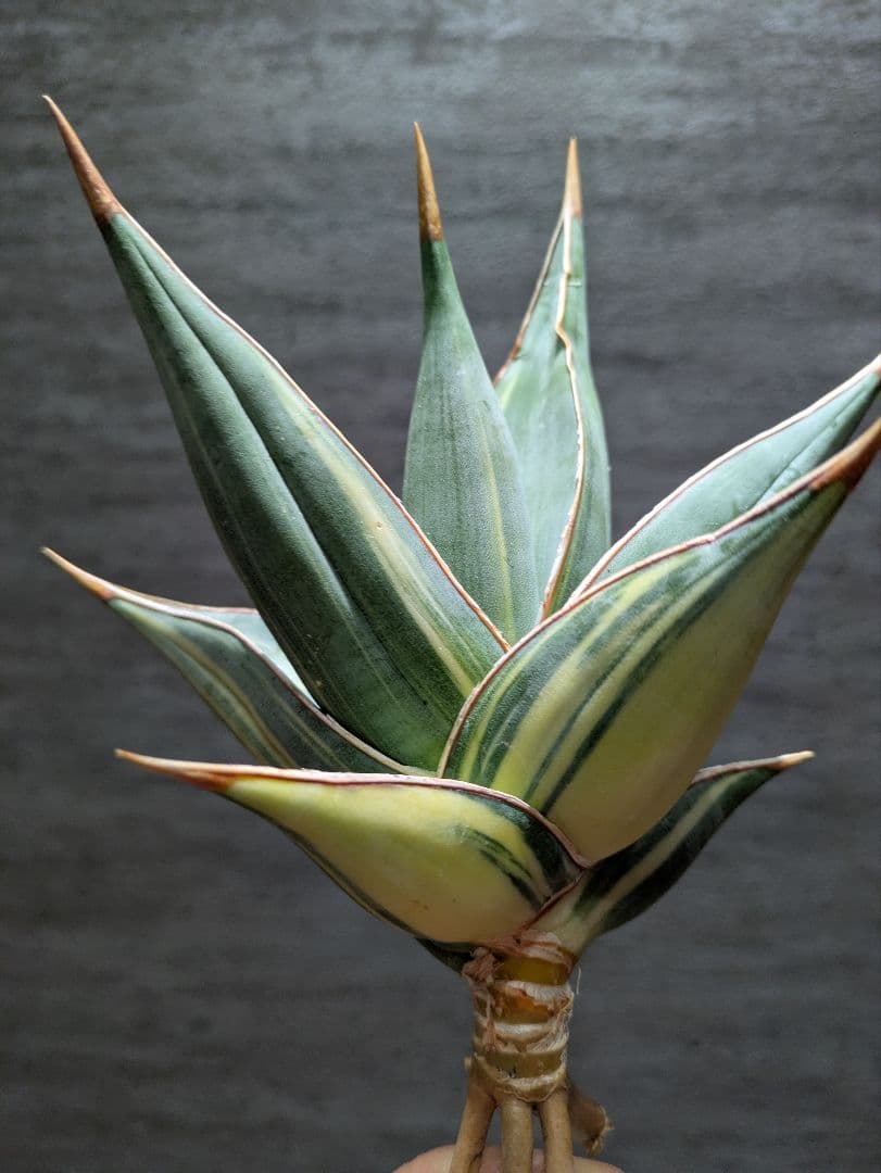 サンスベリア　ピングイキュラ　斑入り　特大苗　サンセベリア　ロリダ　多肉植物