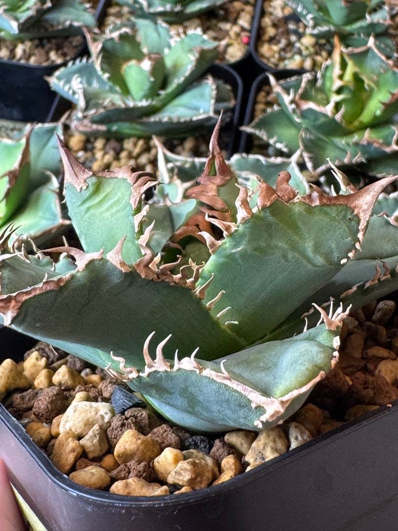 （子株付）アガベ　CJ-11