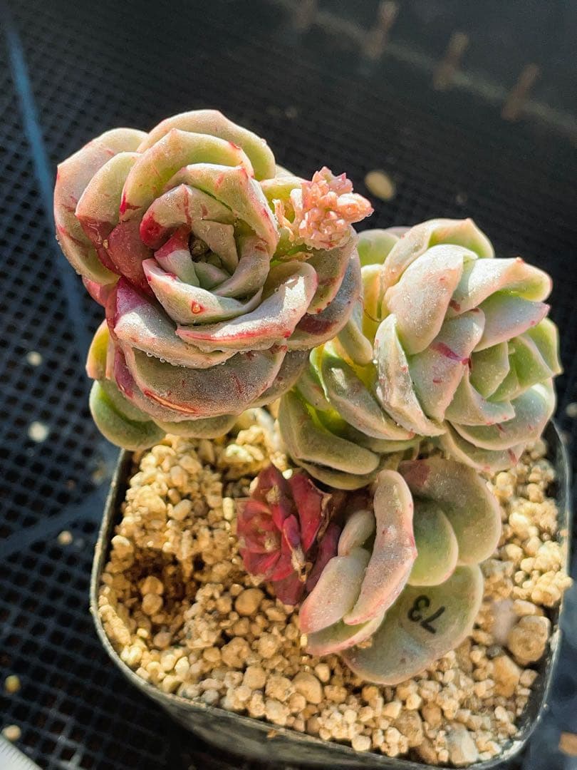 ラブリーローズ錦　赤斑　　エケベリア 超美斑　多肉植物　三頭