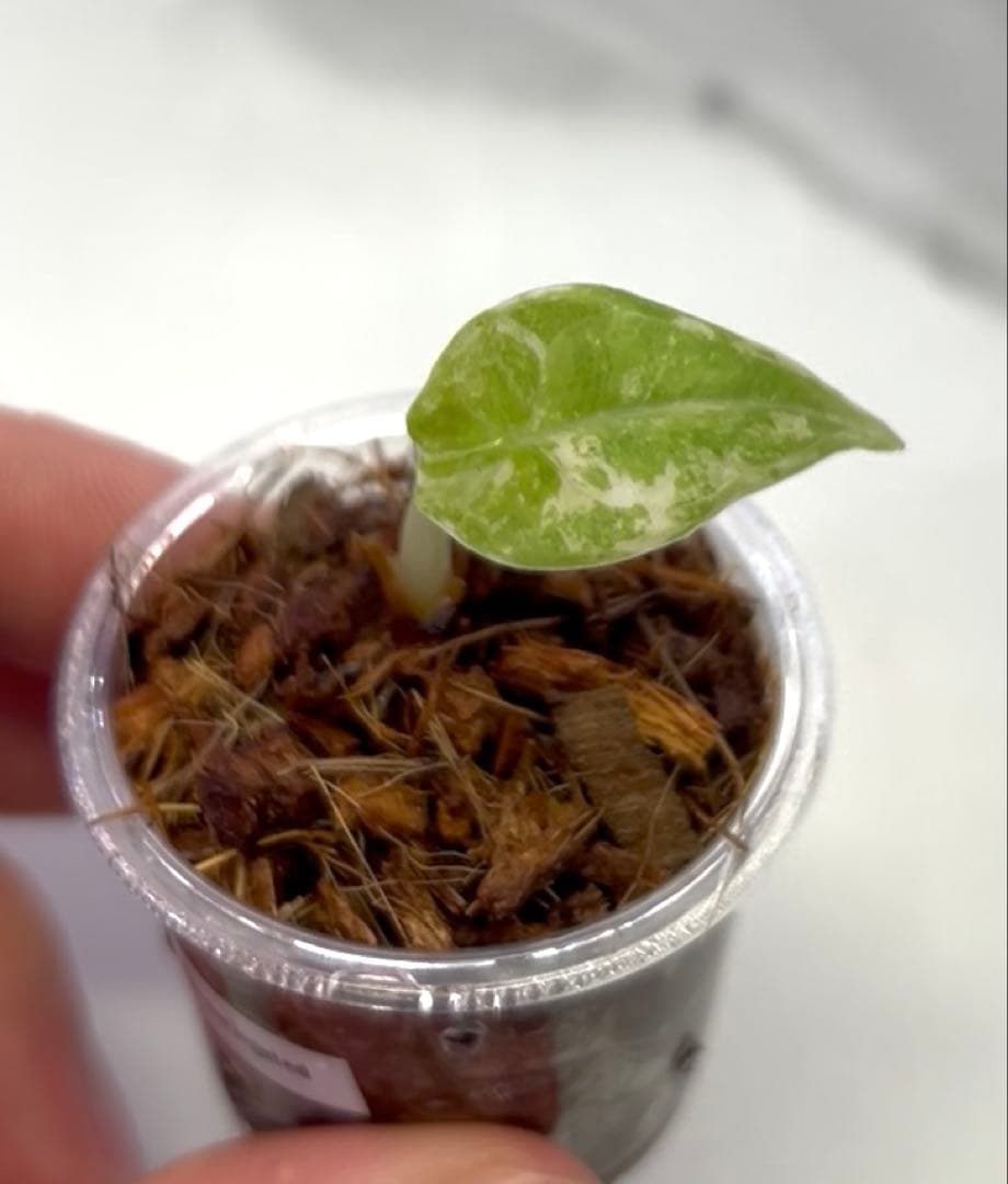 アロカシア　マハラニ　斑入り　②