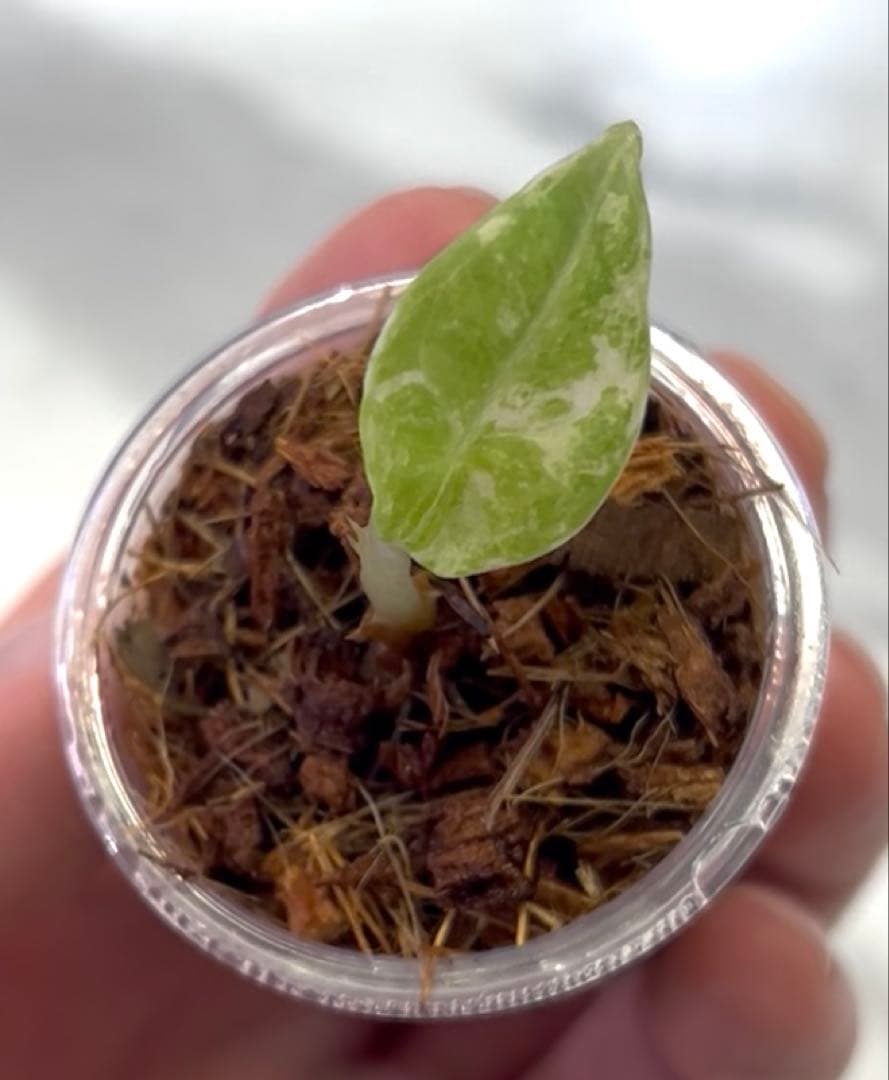 アロカシア　マハラニ　斑入り　②