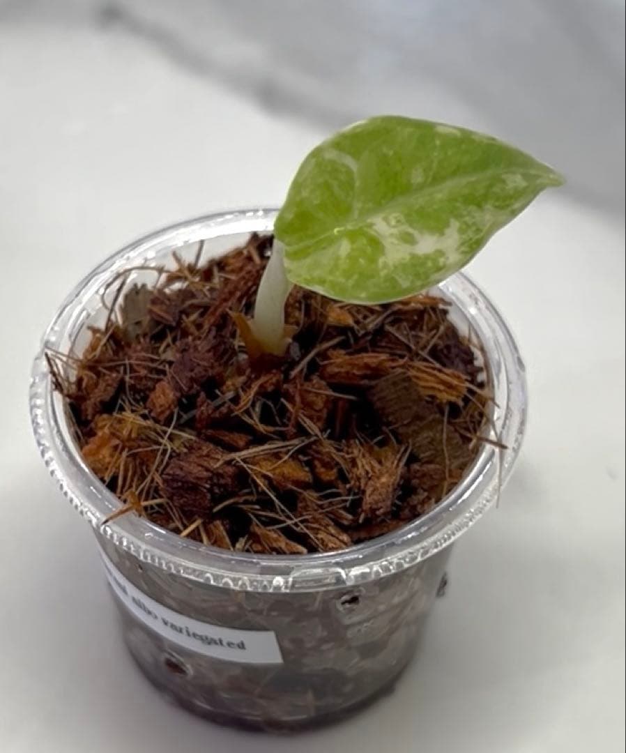 アロカシア　マハラニ　斑入り　②