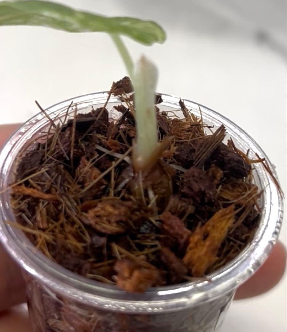 アロカシア　マハラニ　斑入り　②