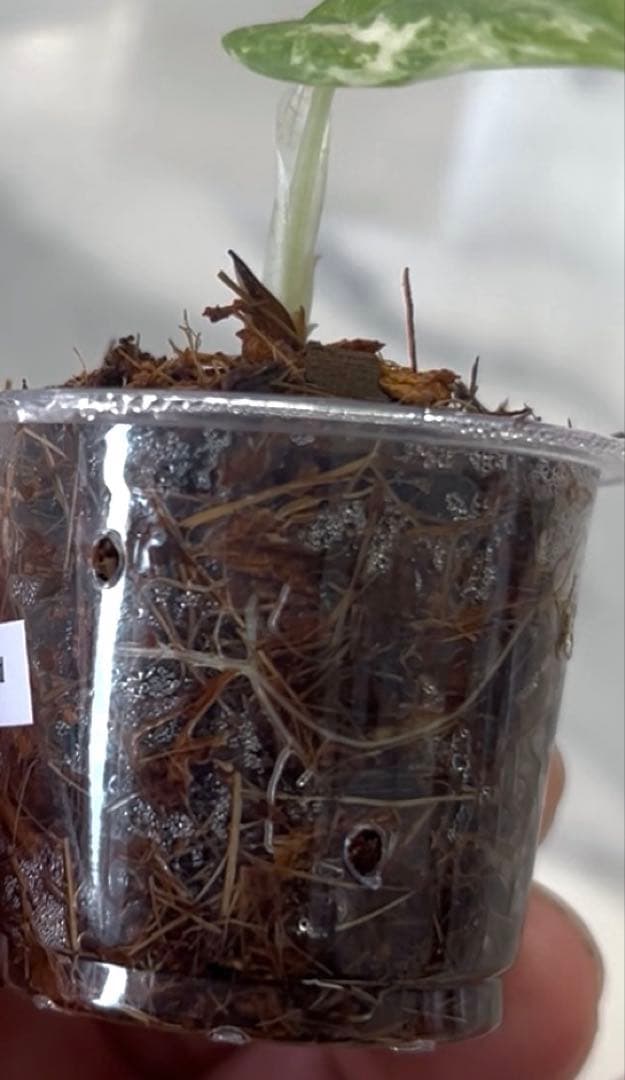 アロカシア　マハラニ　斑入り　②