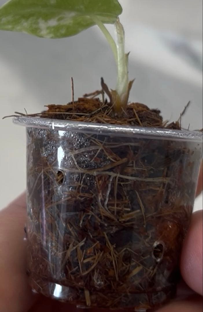 アロカシア　マハラニ　斑入り　②