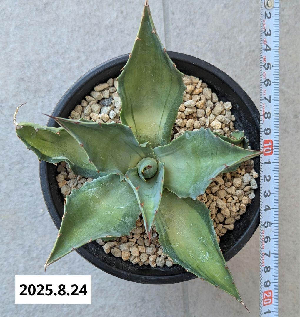 ナッシー_Agave ovatifolia Awakening Angel