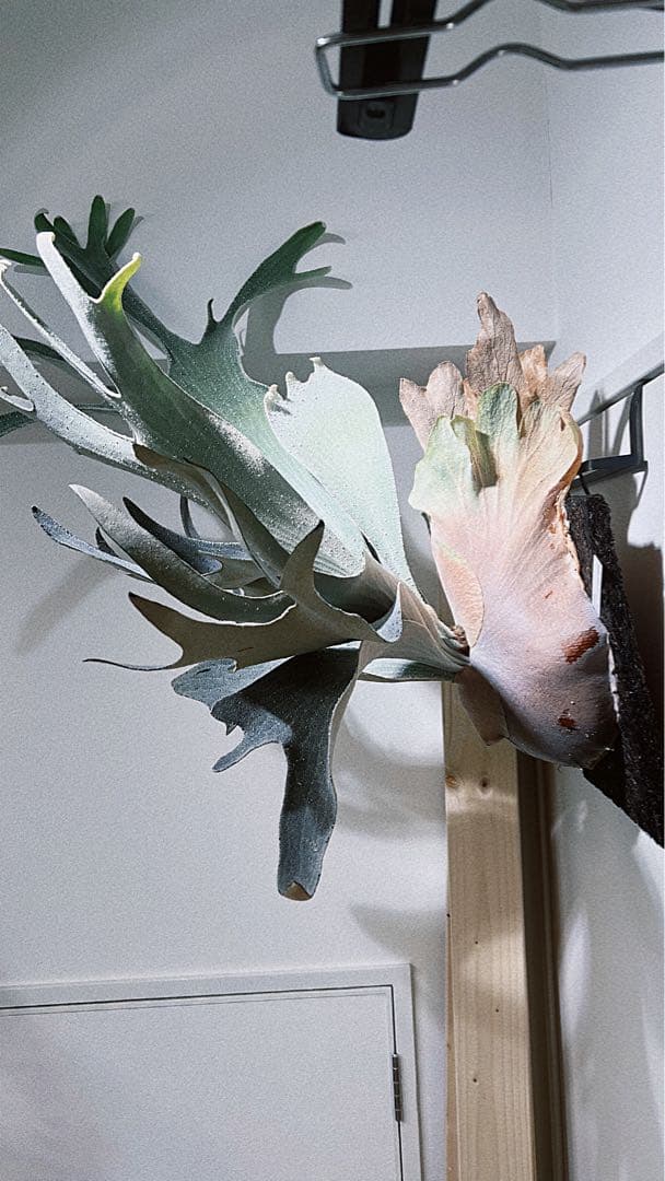 親株　OMO ビカクシダ