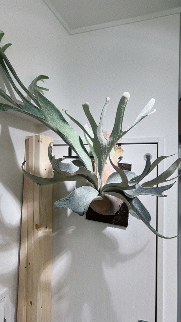 親株　OMO ビカクシダ