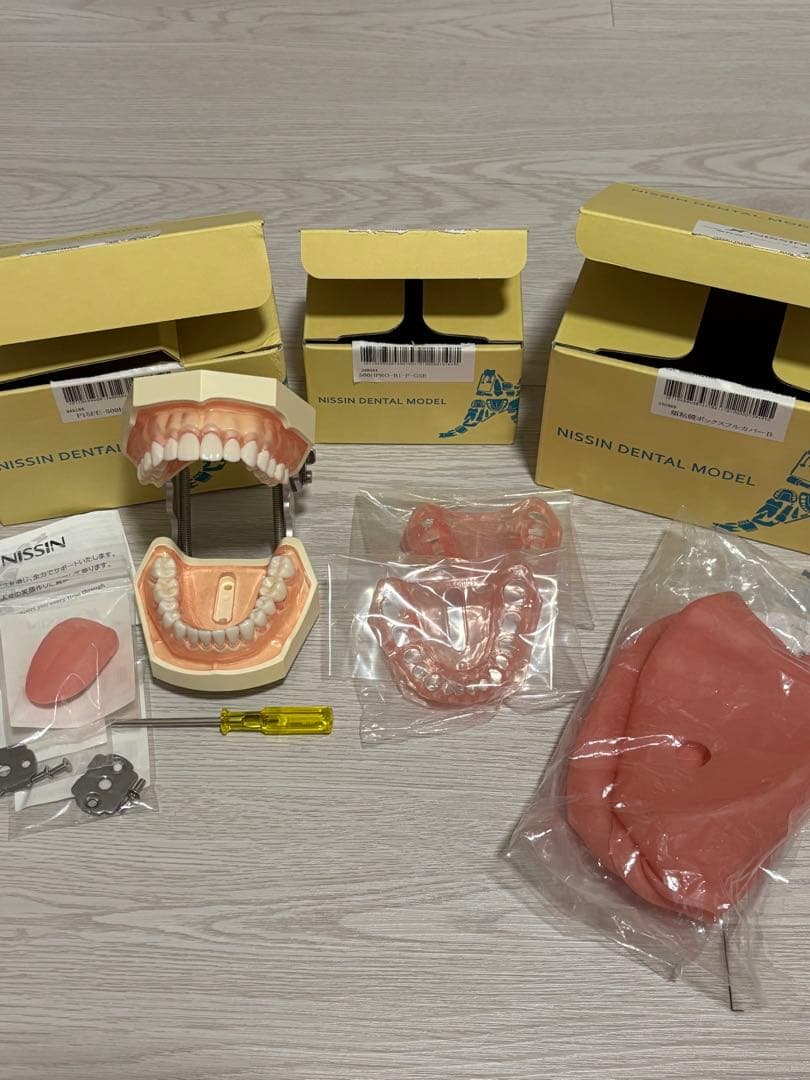 ニッシン 顎模型セット 歯科衛生士