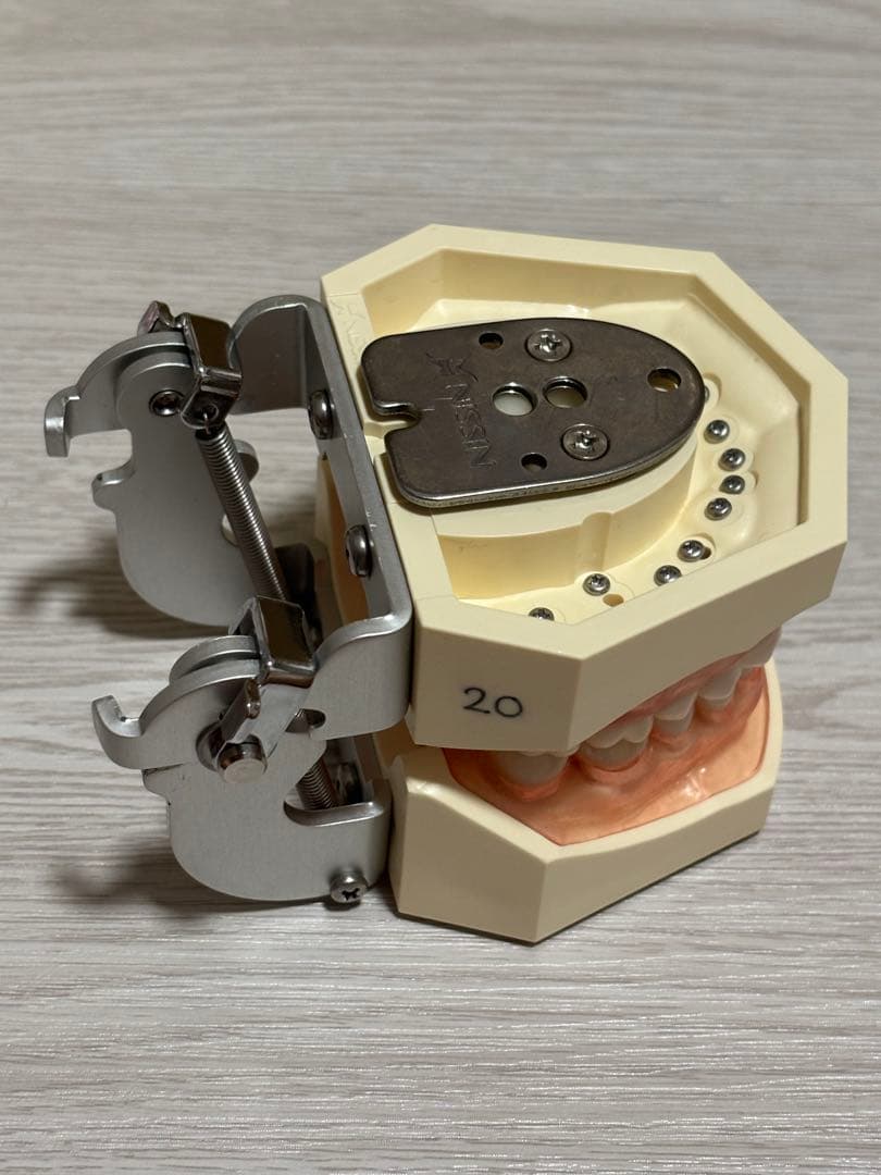 ニッシン 顎模型セット 歯科衛生士