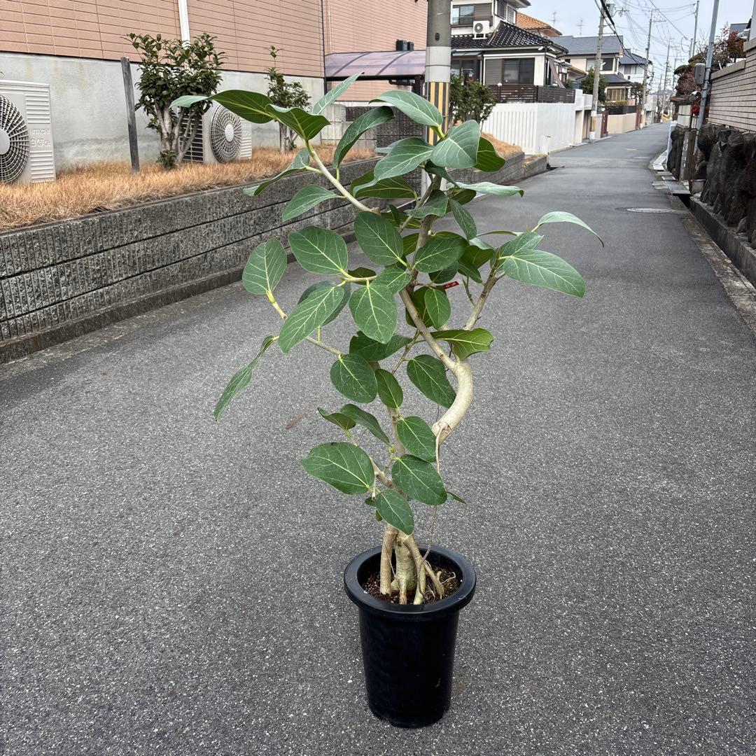 美品★ 根上り★ 曲がり★ フィカス　ベンガレンシス 高さ1メートルくらい